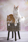 Maine Coon