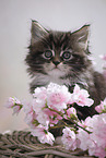 Maine Coon Kitten