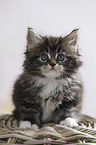 sitting Maine Coon Kitten