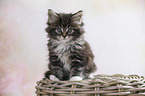 sitting Maine Coon Kitten