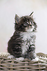 sitting Maine Coon Kitten