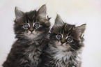 Maine Coon Kitten Portrait