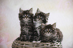 three Maine Coon Kittens