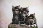 three Maine Coon Kittens
