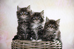 three Maine Coon Kittens