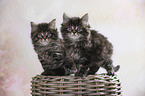 sitting Maine Coon kittens