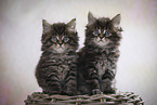 sitting Maine Coon kittens