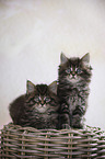 sitting Maine Coon kittens