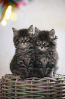 sitting Maine Coon kittens