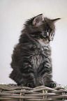 sitting Maine Coon Kitten