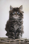 sitting Maine Coon Kitten