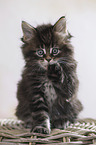 sitting Maine Coon Kitten