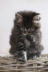sitting Maine Coon Kitten