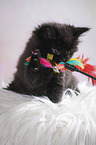 Maine Coon kitten plays with toy