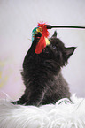 Maine Coon kitten plays with toy