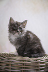 sitting Maine Coon Kitten
