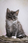 sitting Maine Coon Kitten