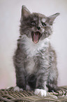 yawning kitten