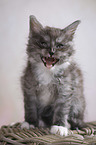 yawning kitten