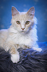 Maine Coon