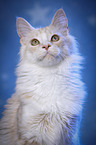 Maine Coon Portrait