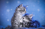 Maine Coon Kitten