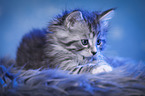 Maine Coon Kitten