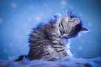 sitting Maine Coon Kitten