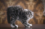 Kitten makes cat hump
