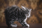 Kitten makes cat hump