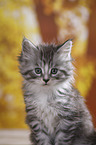 Maine Coon Kitten Portrait