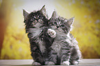 sitting Maine Coon Kittens