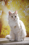 sitting Maine Coon