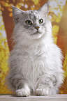 Maine Coon