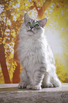 sitting Maine Coon