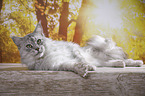 lying Maine Coon tomcat