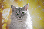 Maine Coon Portrait