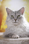 lying Maine Coon tomcat