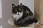 Maine Coon