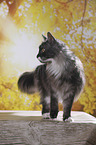standing Maine Coon