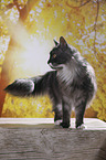 standing Maine Coon