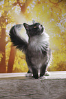 standing Maine Coon