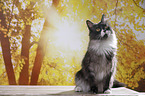 sitting Maine Coon