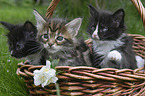Maine Coon Kitten