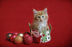 Maine Coon Kitten