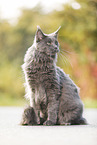 sitting Maine Coon