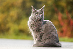 sitting Maine Coon