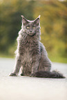 sitting Maine Coon