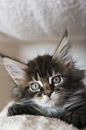 Maine Coon Kitten