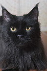 black Maine Coon